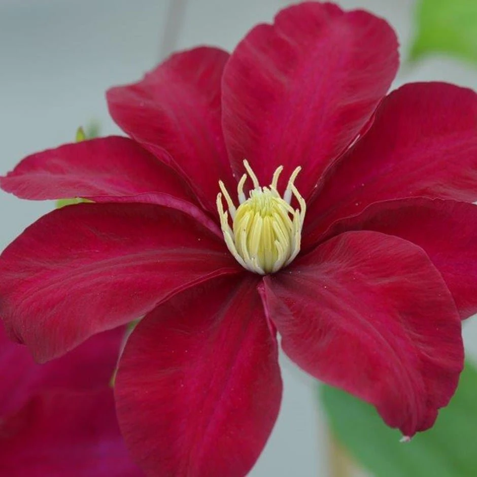 Clematis Issey ('Evipo081') (PBR) 3 Clematis Issey ('Evipo081') (PBR)
