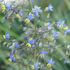Dianella Revoluta Coolvista ('Allyn-Citation') (PBR) -Herbalife Shop pl2000046251 card3 lg