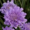 Scabiosa Flutter Deep Blue ('Balfluttdelu') (PBR) (Flutter Series) -Herbalife Shop pl2000046256