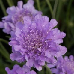Scabiosa Flutter Deep Blue ('Balfluttdelu') (PBR) (Flutter Series)