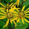 Ligularia Dentata 'Little Golden Ray' -Herbalife Shop pl2000046257