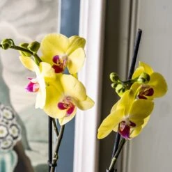 Phalaenopsis 'Miraflore' -Herbalife Shop pl2000046337 card2 lg