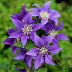 Clematis Olympia ('Evipo099') (PBR) (Boulevard Series) 5 Clematis Olympia ('Evipo099') (PBR) (Boulevard Series) -Herbalife Shop pl2000046351 card2 lg