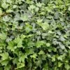 Hedera Helix 'Green Ripple' 1 Hedera Helix 'Green Ripple' -Herbalife Shop pl2000046366