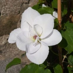 Clematis 'Guernsey Flute' -Herbalife Shop pl2000046367 card2 lg