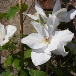 Clematis 'Guernsey Flute' -Herbalife Shop pl2000046367 card3 lg