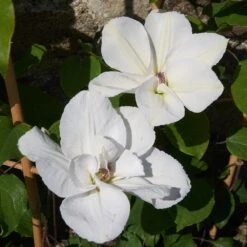 Clematis 'Guernsey Flute' -Herbalife Shop pl2000046367 card4 lg