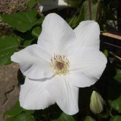 Clematis 'Guernsey Flute' -Herbalife Shop pl2000046367 card5 lg