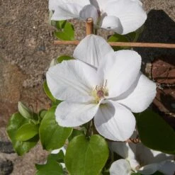 Clematis 'Guernsey Flute' -Herbalife Shop pl2000046367 card6 lg