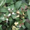 Lonicera Japonica 'Purpurea' -Herbalife Shop pl2000046368