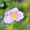 Anemone × Hybrida 'Loreley' -Herbalife Shop pl2000046383