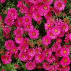 Symphyotrichum Novae-angliae 'Andenken An Alma Pötschke' 5 Symphyotrichum Novae-angliae 'Andenken An Alma Pötschke' -Herbalife Shop pl2000046554 card2 lg