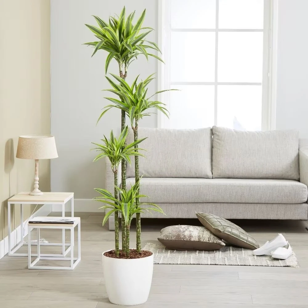 Dracaena Fragrans (Deremensis Group) 'Lemon Lime' 5 Dracaena Fragrans (Deremensis Group) 'Lemon Lime' - Image 3