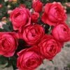 Rosa Gartenprinzessin Marie-José ('Korgehaque') (PBR) -Herbalife Shop pl2000046620