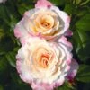 Rosa Perfect Harmony ('Tangustedv') -Herbalife Shop pl2000046622