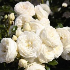 Rosa Sweet Child Of Mine -Herbalife Shop pl2000046629 card2 lg