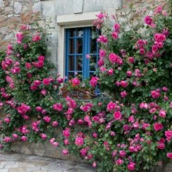 Rosa 'Pink Cloud' 7 Rosa 'Pink Cloud' -Herbalife Shop pl2000046632 card3 lg