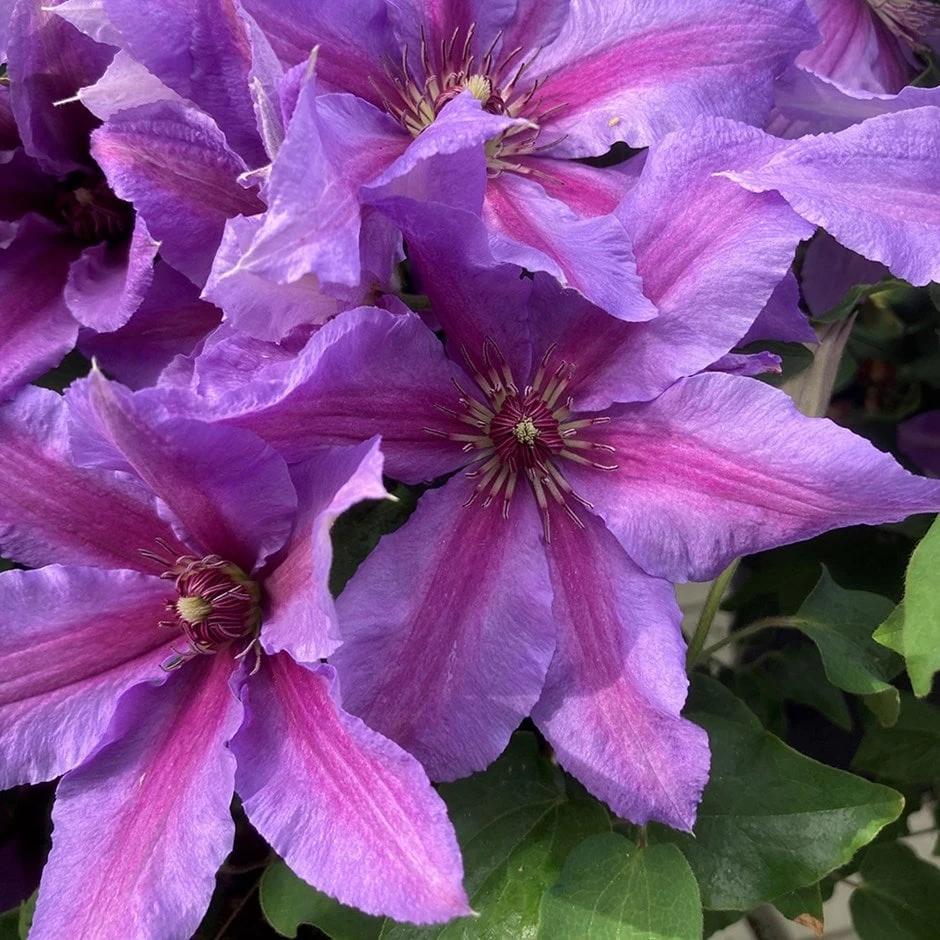 Clematis Tumaini ('Evigsy151') (PBR) 3 Clematis Tumaini ('Evigsy151') (PBR)