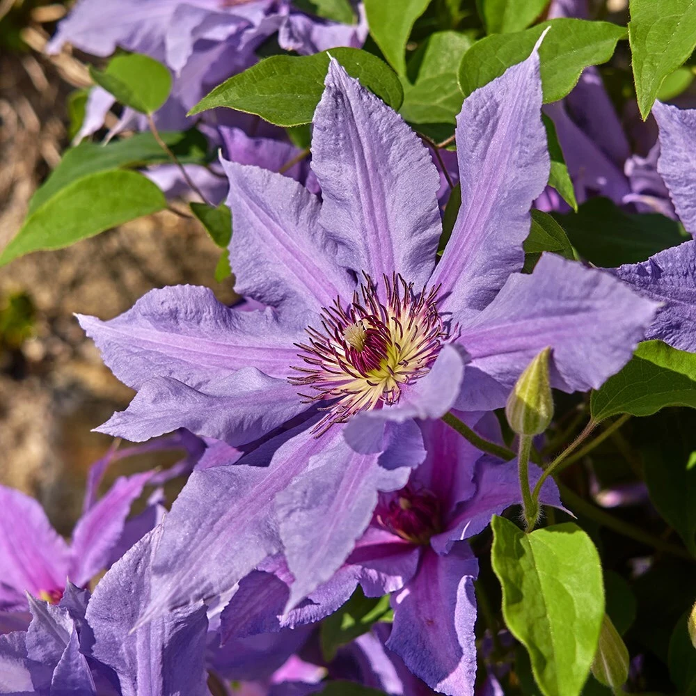 Clematis Tumaini ('Evigsy151') (PBR) 5 Clematis Tumaini ('Evigsy151') (PBR) - Image 3