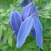 Clematis 'Bredon Blue' -Herbalife Shop pl2000046634