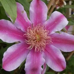 Clematis Empress ('Evipo011') (PBR) -Herbalife Shop pl2000046635 card2 lg