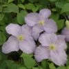 Clematis 'Forget-me-not' -Herbalife Shop pl2000046636