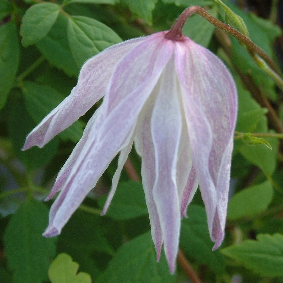 Clematis 'Albina Plena' 3 Clematis 'Albina Plena'