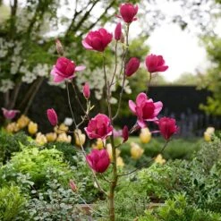 Magnolia 'Emperor' (PBR) 10 Magnolia 'Emperor' (PBR) -Herbalife Shop pl2000046655 card3 lg