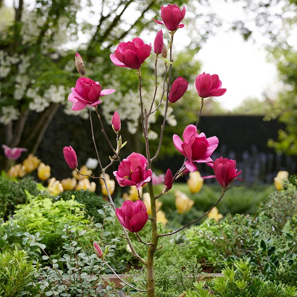 Magnolia 'Emperor' (PBR) 5 Magnolia 'Emperor' (PBR) - Image 3