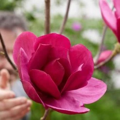 Magnolia 'Emperor' (PBR) 11 Magnolia 'Emperor' (PBR) -Herbalife Shop pl2000046655 card4 lg