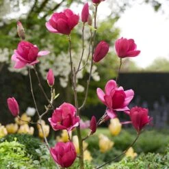 Magnolia 'Emperor' (PBR) 12 Magnolia 'Emperor' (PBR) -Herbalife Shop pl2000046655 card5 lg