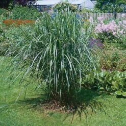 Eco Grass -Herbalife Shop pl2000046657 card2 lg