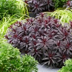 Euphorbia 'Miners Merlot' (PBR) 13 Euphorbia 'Miners Merlot' (PBR) -Herbalife Shop pl2000046674 card6 lg