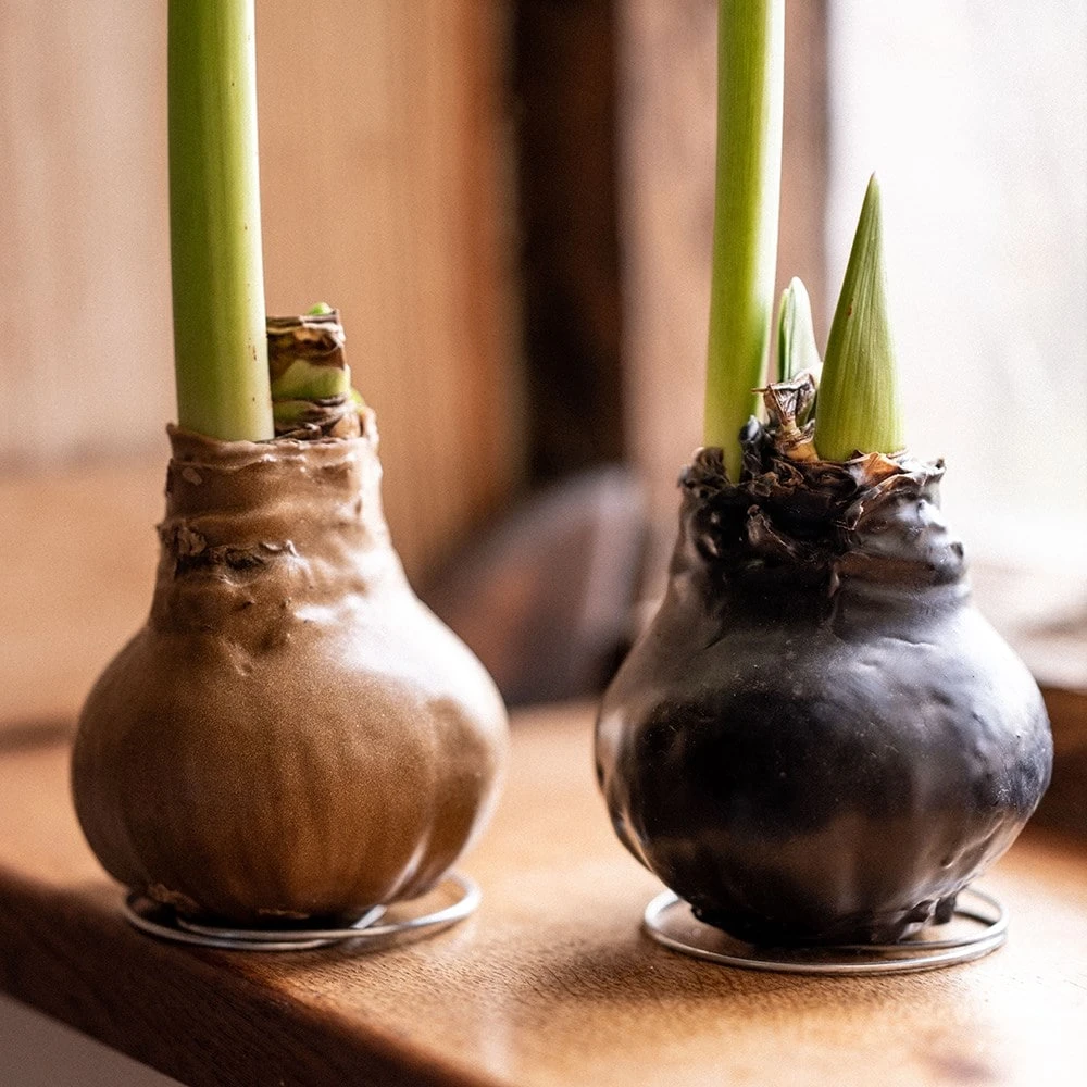 Wax Amaryllis 4 Wax Amaryllis - Image 2