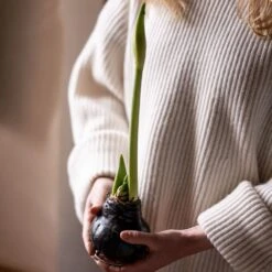 Wax Amaryllis 7 Wax Amaryllis -Herbalife Shop pl2000046743 card3 lg