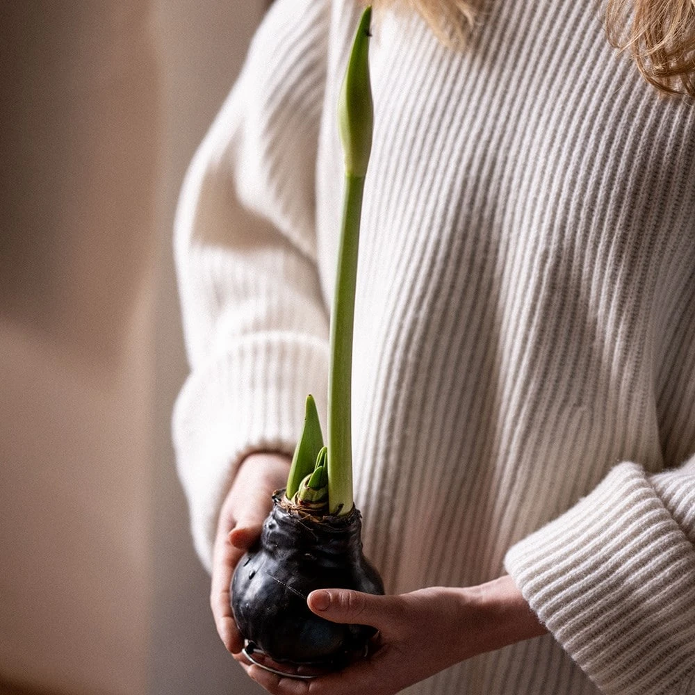 Wax Amaryllis 5 Wax Amaryllis - Image 3