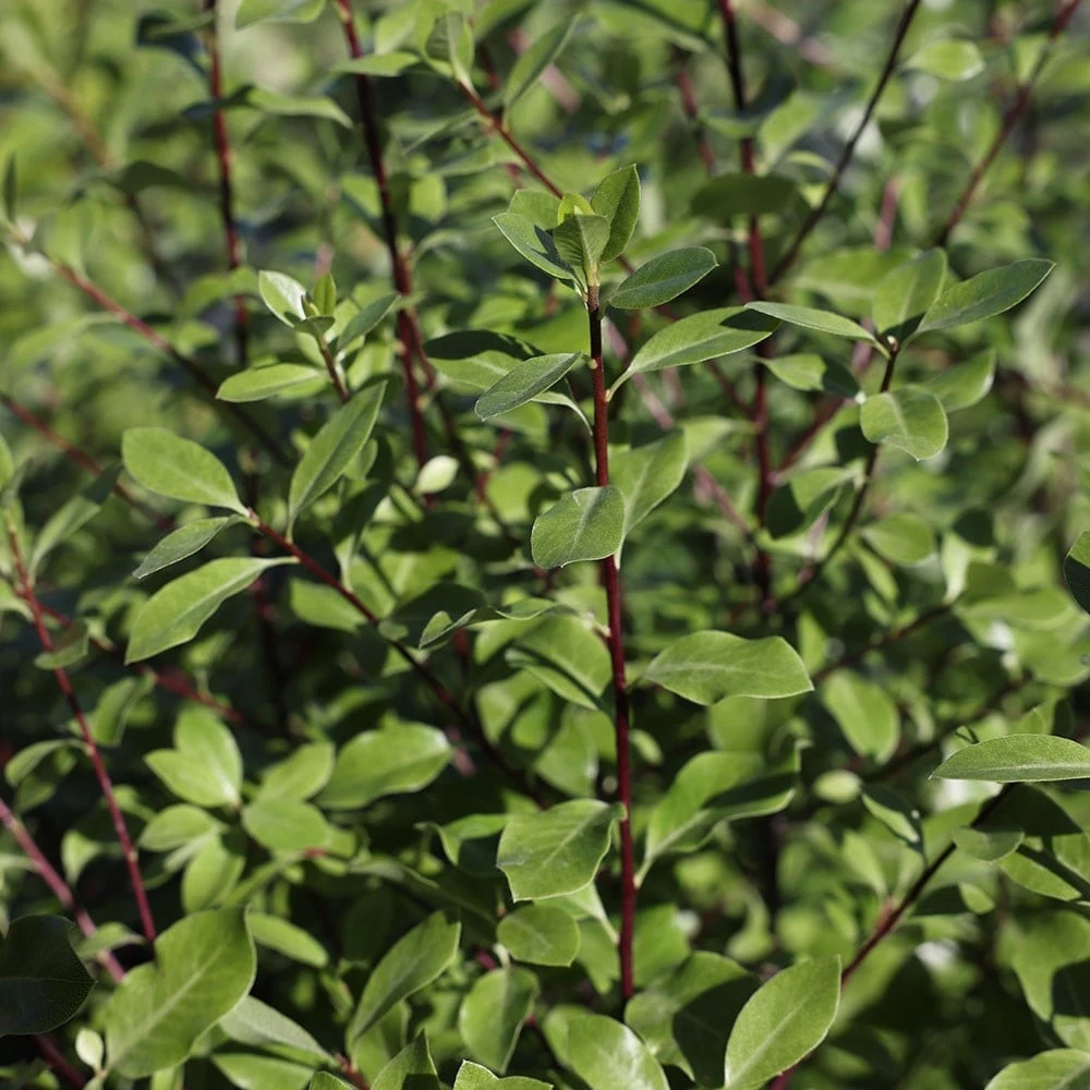 Pittosporum Tenuifolium 4 Pittosporum Tenuifolium - Image 2