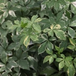 Eleutherococcus Sieboldianus 'Aureovariegatus' -Herbalife Shop pl2000046877 card2 lg