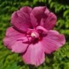 Hibiscus Syriacus Flower Tower Ruby ('Gandini Van Aart Ruby') (PBR) -Herbalife Shop pl2000046881