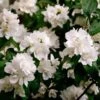 Philadelphus 'Minnesota Snowflake' -Herbalife Shop pl2000046882