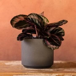 Goeppertia Roseopicta 'Dottie'