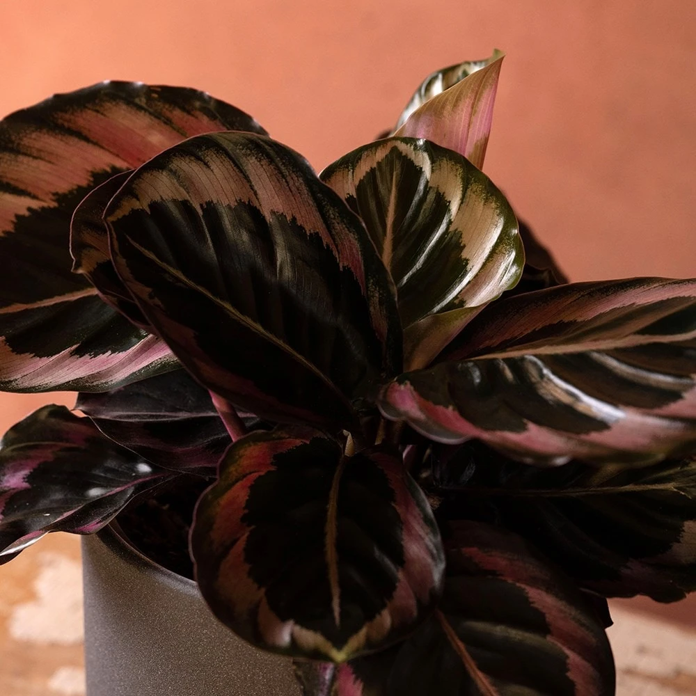 Goeppertia Roseopicta 'Dottie' 4 Goeppertia Roseopicta 'Dottie' - Image 2