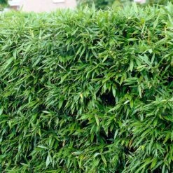 Phyllostachys Bissetii - Bamboo Hedging -Herbalife Shop pl2000047118 card2 lg