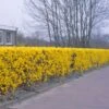 Forsythia 'Lynwood Variety' - Flowering Hedging -Herbalife Shop pl2000047119