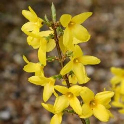 Forsythia 'Lynwood Variety' - Flowering Hedging -Herbalife Shop pl2000047119 card2 lg