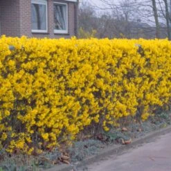 Forsythia 'Lynwood Variety' - Flowering Hedging -Herbalife Shop pl2000047119 card3 lg