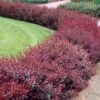 Berberis Thunbergii F. Atropurpurea 1 Berberis Thunbergii F. Atropurpurea -Herbalife Shop pl2000047120