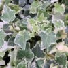 Hedera Helix 'Clotted Cream' -Herbalife Shop pl2000047525