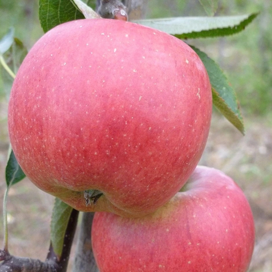 Apple 'Braeburn Hillwell' 3 Apple 'Braeburn Hillwell'