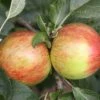 Apple 'Laxton's Fortune' 1 Apple 'Laxton's Fortune' -Herbalife Shop pl2000047560